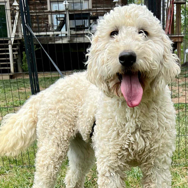 Charity - F1 Goldendoodle