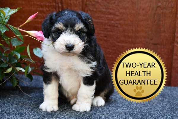 Mini Aussiedoodle with Health Guarantee