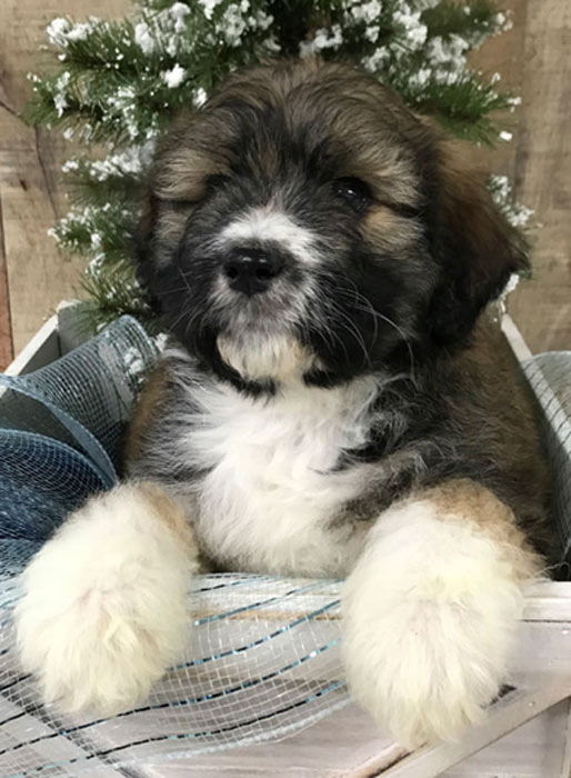 Mini Aussiedoodle Puppy in Virginia