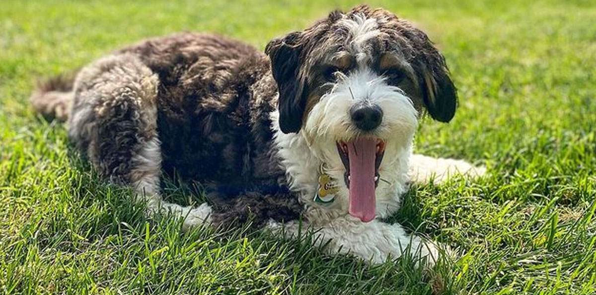 Aussiedoodle Puppy in Virginia