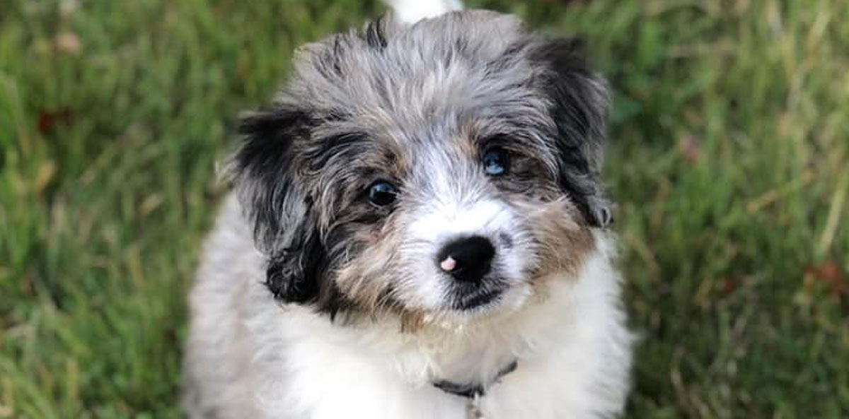 Aussiedoodle Puppy in Virginia