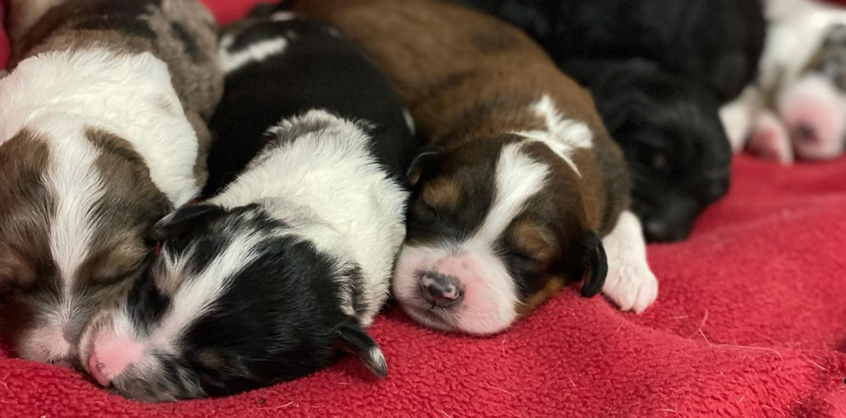 Aussiedoodle puppies store for sale virginia