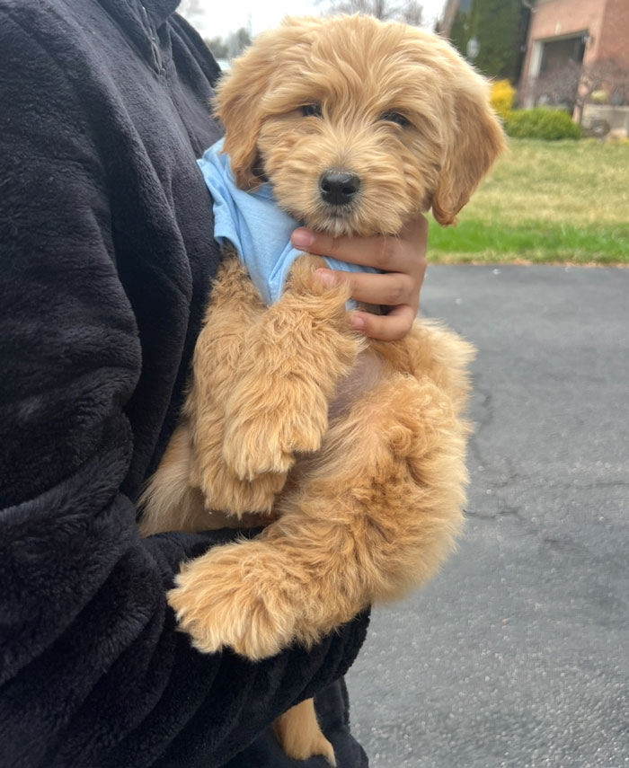 Doodle Run Kennels Mini Aussiedoodle Review