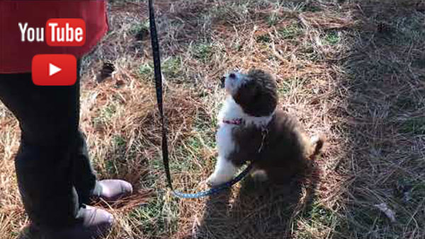 Boarded Training at Doodle Run Kennels