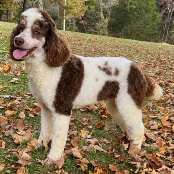 Buddy AKC Poodle