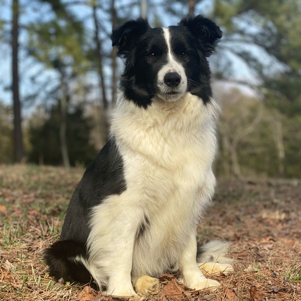 Classy - Border Collie