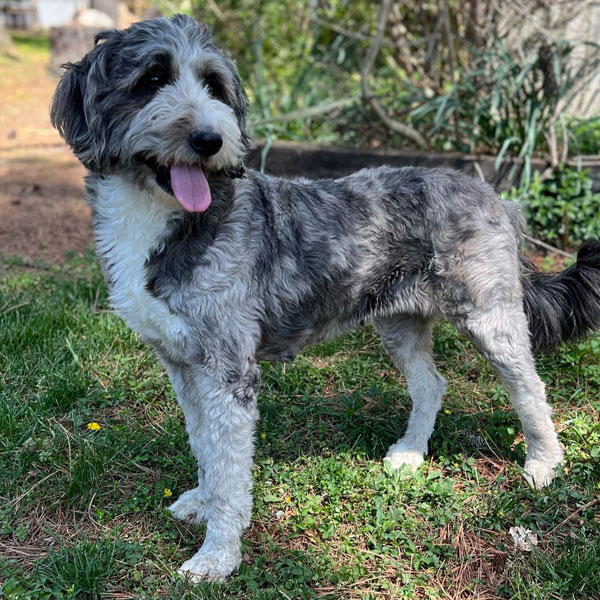 Aussiedoodle Mom