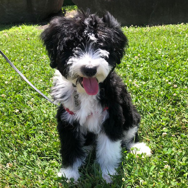 Doodle Run Kennels Mini Aussiedoodle Review