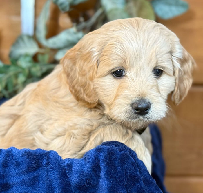 Mini Goldendoodle puppy by Doodle Run Kennels in Northern Virginia