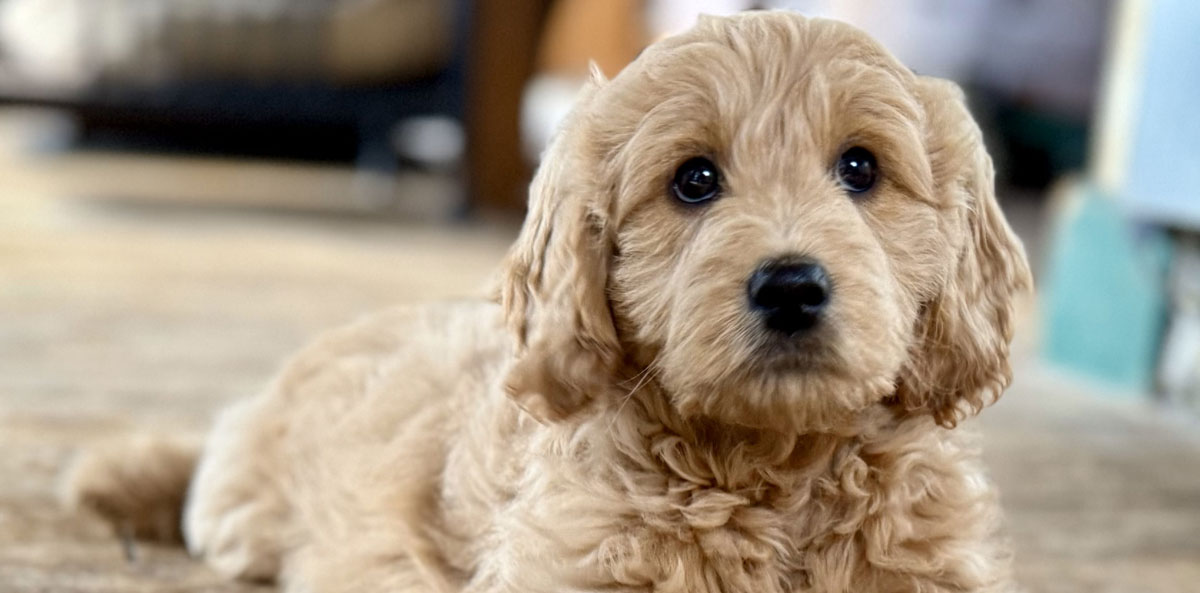 Mini Goldendoodle Puppy in Virginia