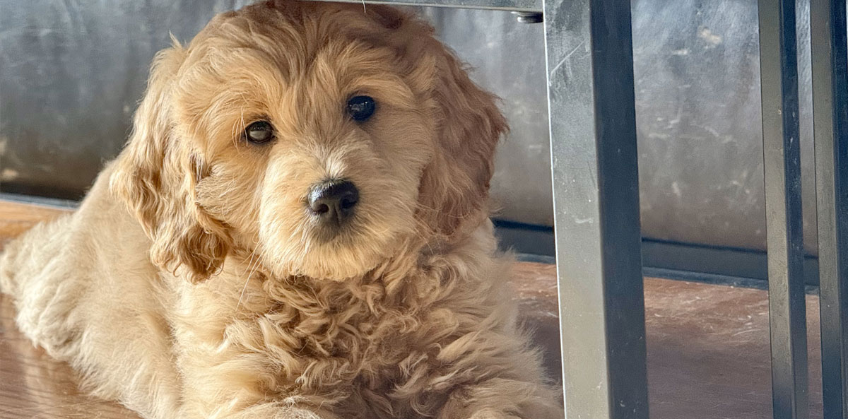 Mini Goldendoodle Puppy in Virginia