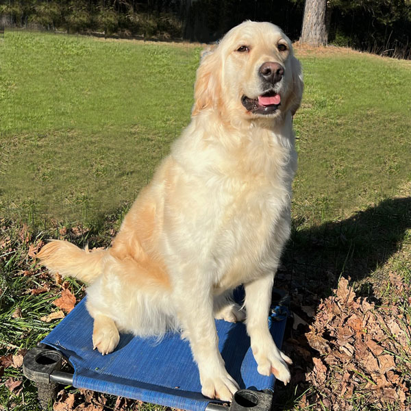 Gracie - English Golden Retriever