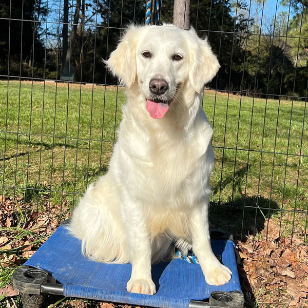 Jolene - English Golden Retriever
