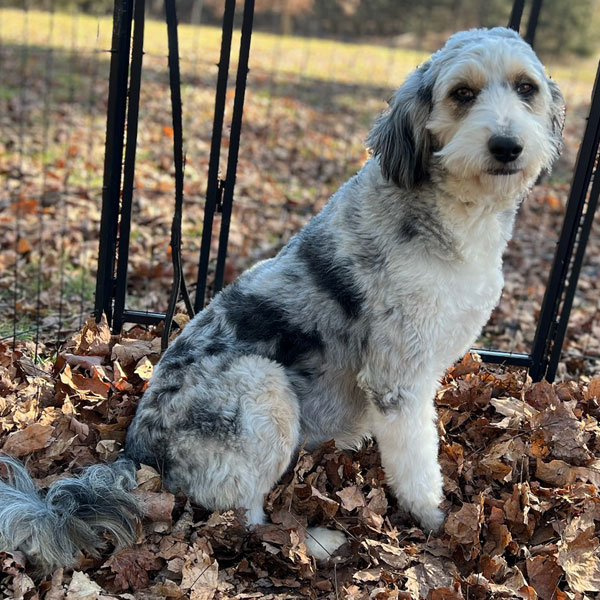 Aussiedoodle Mom