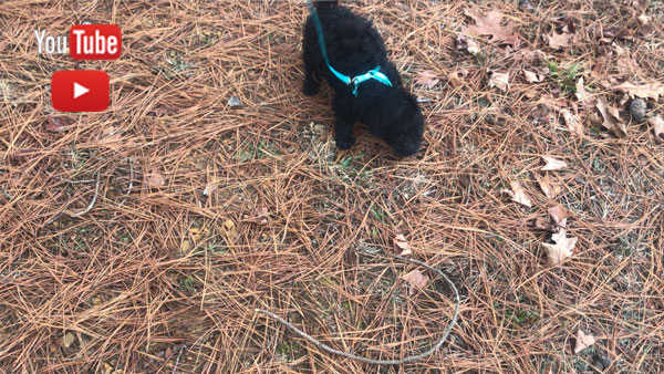 Leash Training at Doodle Run Kennels