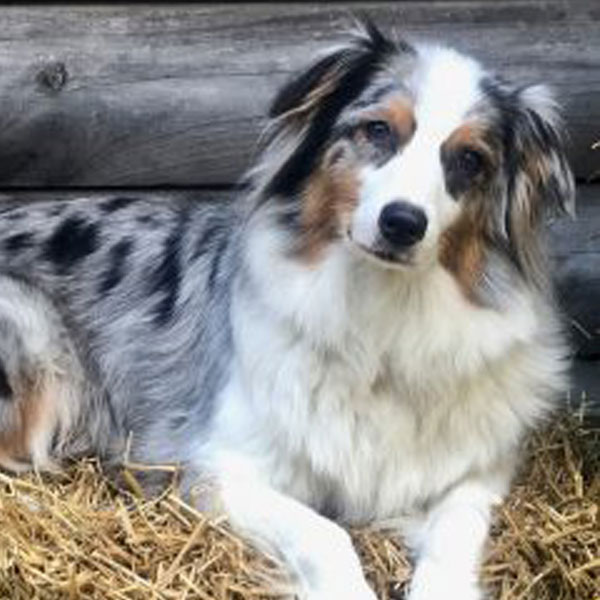 Mini Aussiedoodle puppies for sale in Virginia