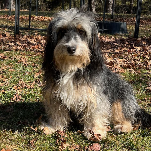 Millie - Aussiedoodle