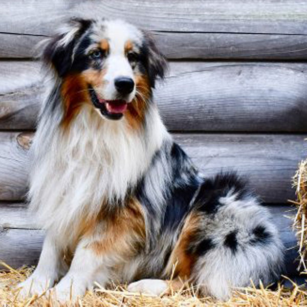 Mini Aussiedoodle puppies for sale in Virginia