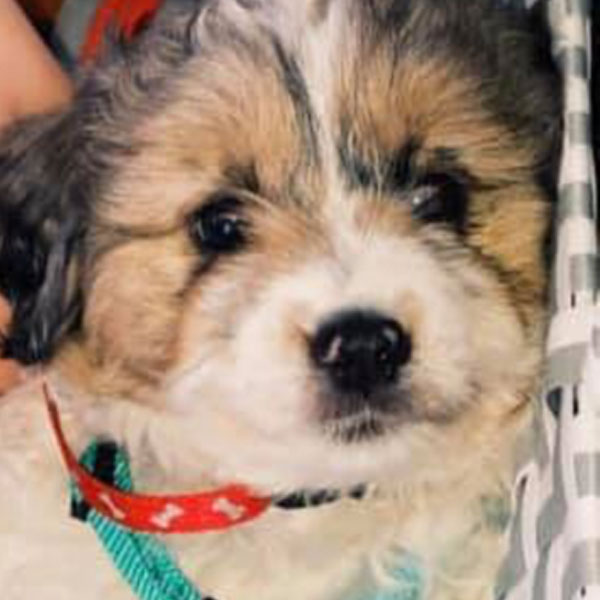 Doodle Run Kennels Aussiedoodle Review
