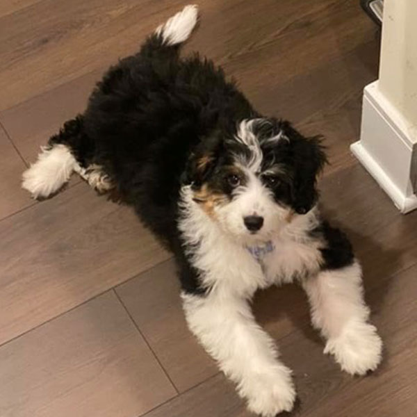 Doodle Run Kennels Aussiedoodle Review