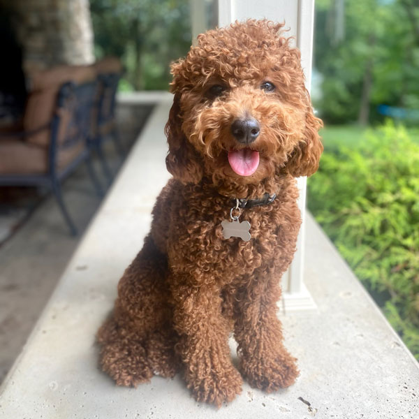 Paddington AKC Poodle
