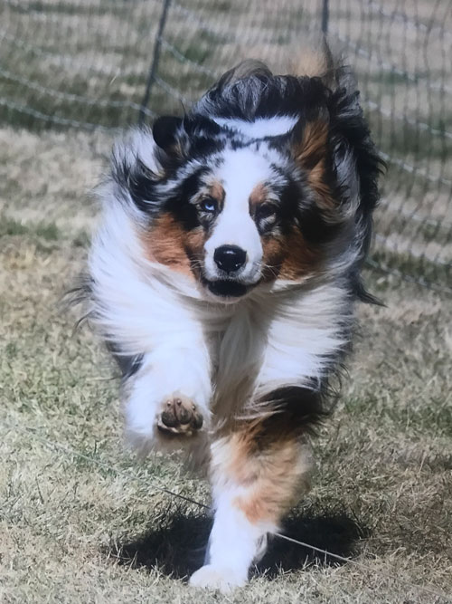 Australian Shepherd by Doodle Run Kennels