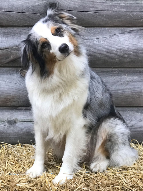 Australian Shepherd by Doodle Run Kennels