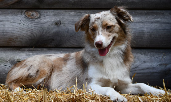 Australian Shepherd by Doodle Run Kennels