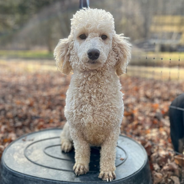 Pink - Miniature Poodle