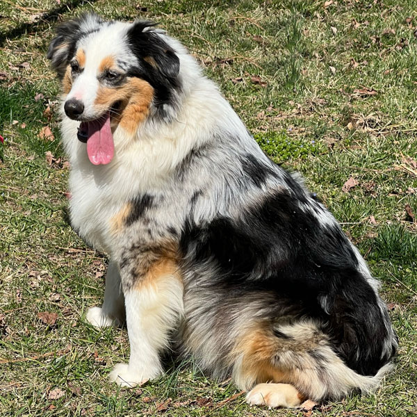 Pogo - Mini Australian Shepherd