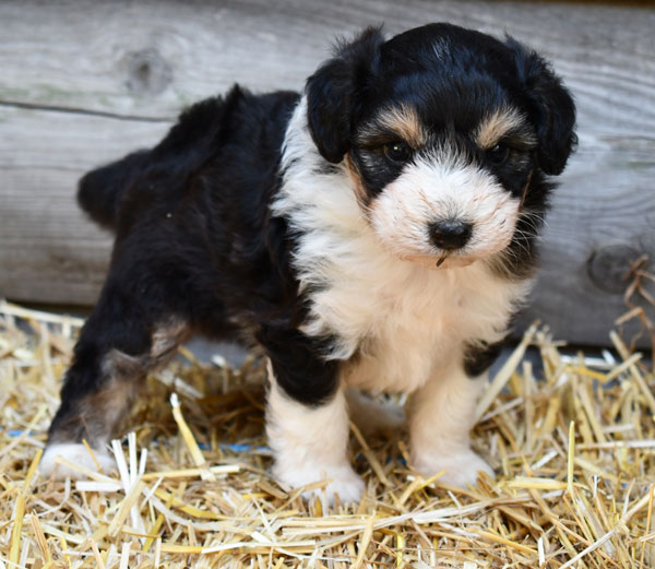 Aussiedoodle Puppy