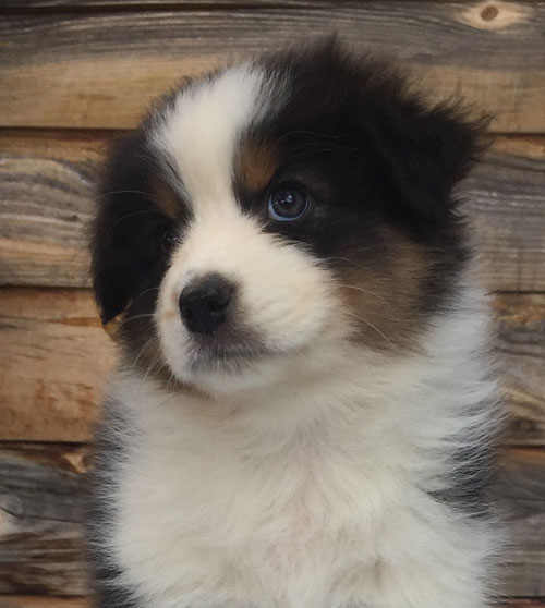 Puppy In Crate