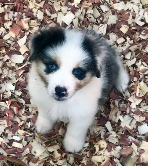 Puppy with Family