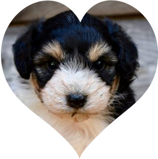 Mini Aussiedoodle in Heart