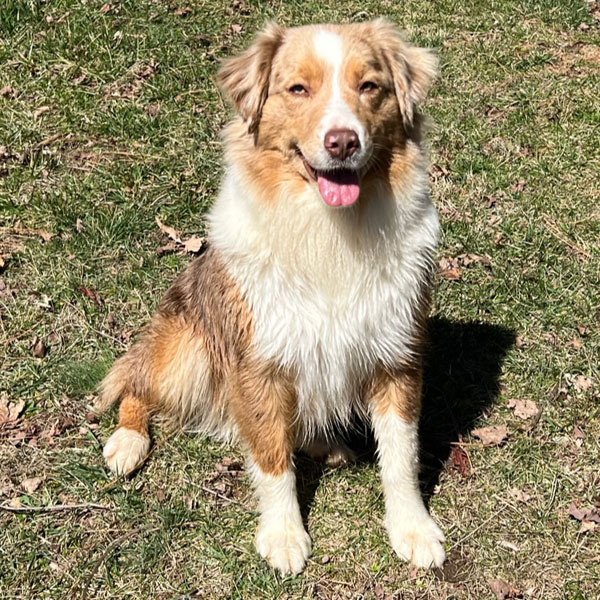 Mini Aussiedoodle puppies for sale in Virginia