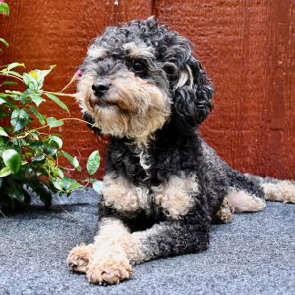 phantom aussiedoodle