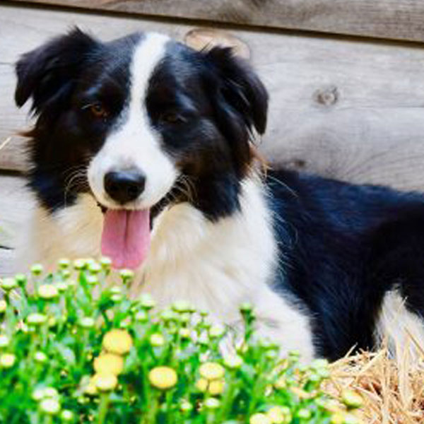 Mini Aussiedoodle puppies for sale in Virginia