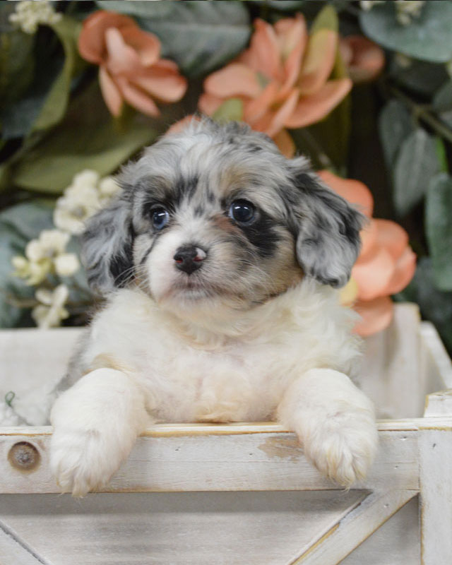 Aussiedoodle Balance